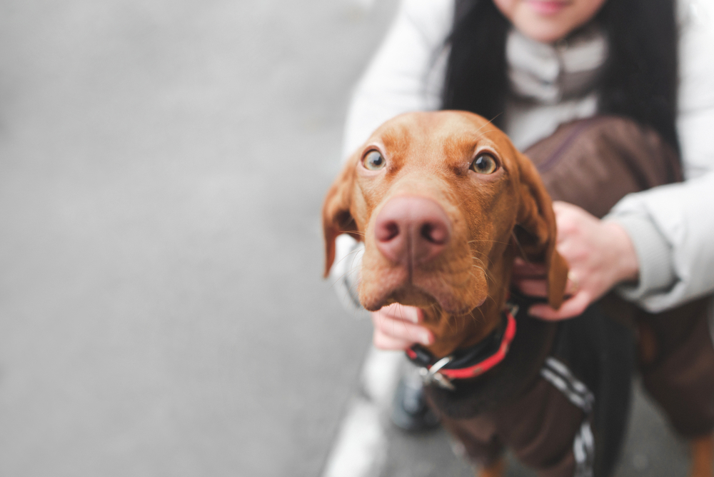 things to do in denver with dogs happy dog in denver